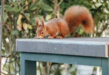 Как белка вызвала пожар и объединила всю семью Дэвис-Банта в США kak belka vyzvala pozhar i obedinila vsyu semyu devisbanta v ssha-gazetart-ru-0