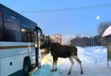 Лось случайно встретил жителей на остановке в Балашихе los sluchajno vstretil zhitelej na ostanovke v balashihe-gazetart-ru-0