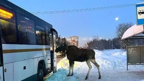 Лося заметили на автобусной остановке в Подмосковье