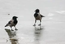 Оттепель начинается – прогнозы Фобоса и Вечерней Москвы ottepel nachinaetsya prognozy fobosa i vechernej moskvy-gazetart-ru-0