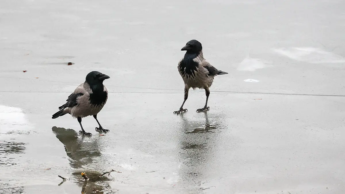 Синоптик Тишковец сообщил о начале первой в 2026 году оттепели в Москве