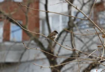 Прогностический центр «Метео» обещает оттепель в феврале prognosticheskij czentr meteo obeshhaet ottepel v fevrale-gazetart-ru-0