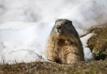 Сурок Филимон: 10 лет без Дня сурка в Приюте Белоснежки surok filimon 10 let bez dnya surka v priyute belosnezhki-gazetart-ru-0