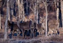 Земля леопарда в Приморье - учёт кормовой базы для тигров и леопардов zemlya leoparda v primore uchyot kormovoj bazy dlya tigrov i leopardov-gazetart-ru-0