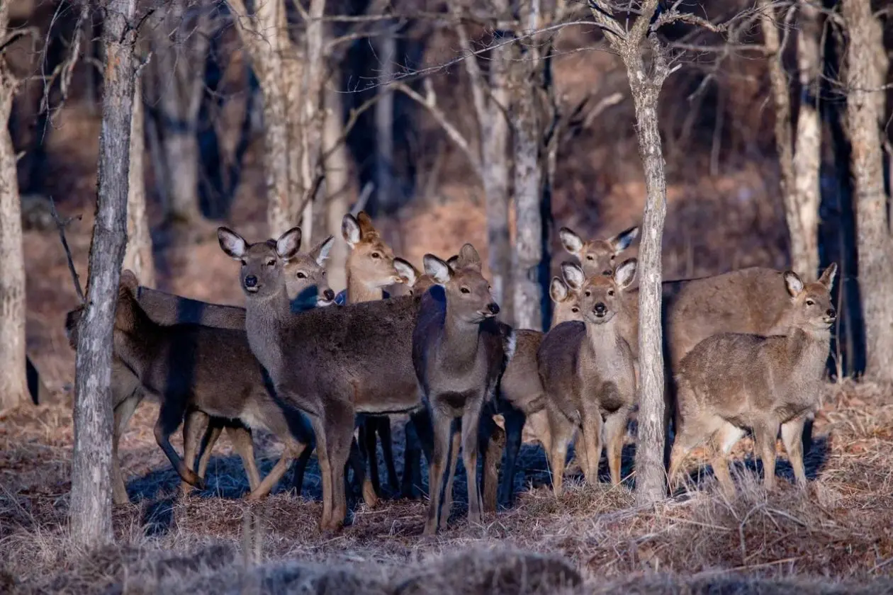В Приморье считают добычу для тигров и леопардов пресс-служба ФГБУ &quotЗемля леопарда&quot