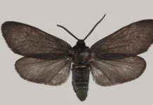 Зоологический институт РАН и Московский зоопарк на острове Фуругельма zoologicheskij institut ran i moskovskij zoopark na ostrove furugelma-gazetart-ru-0