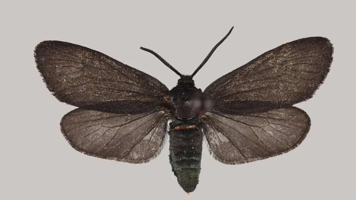 Виды бабочек, ранее не встречавшиеся в России, нашли в Приморье