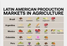 Бразилия, Аргентина, Мексика: сельскохозяйственные лидеры мира braziliya argentina meksika selskohozyajstvennye lidery mira-gazetart-ru-0