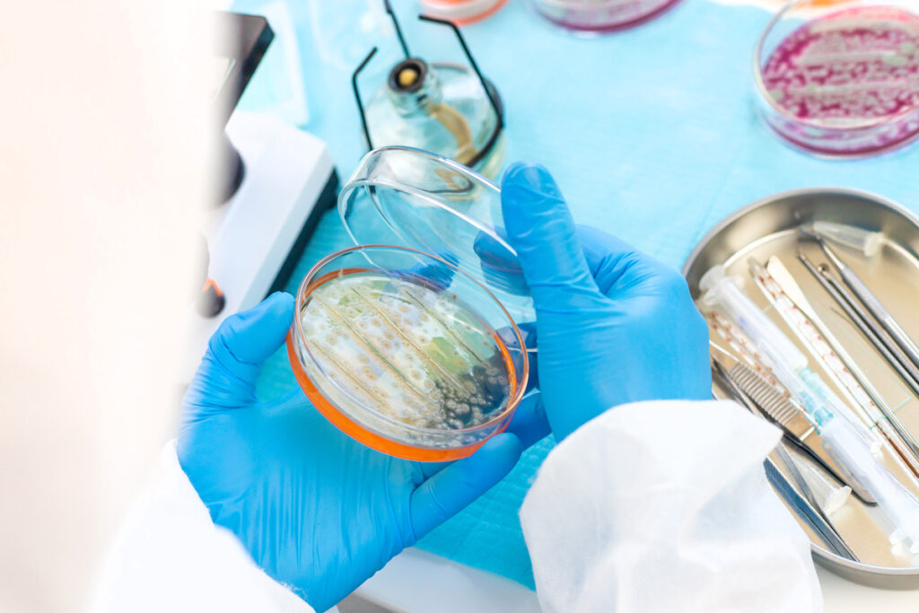 Исследование бактерий в чашках Петри