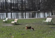 kak vesnoj zashhitit pitomczev ot parazitov i allergii-gazetart-ru-0