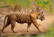 Приел Чурагаде из Махараштры обезвредила тигра-людоеда priel churagade iz maharashtry obezvredila tigralyudoeda-gazetart-ru-0