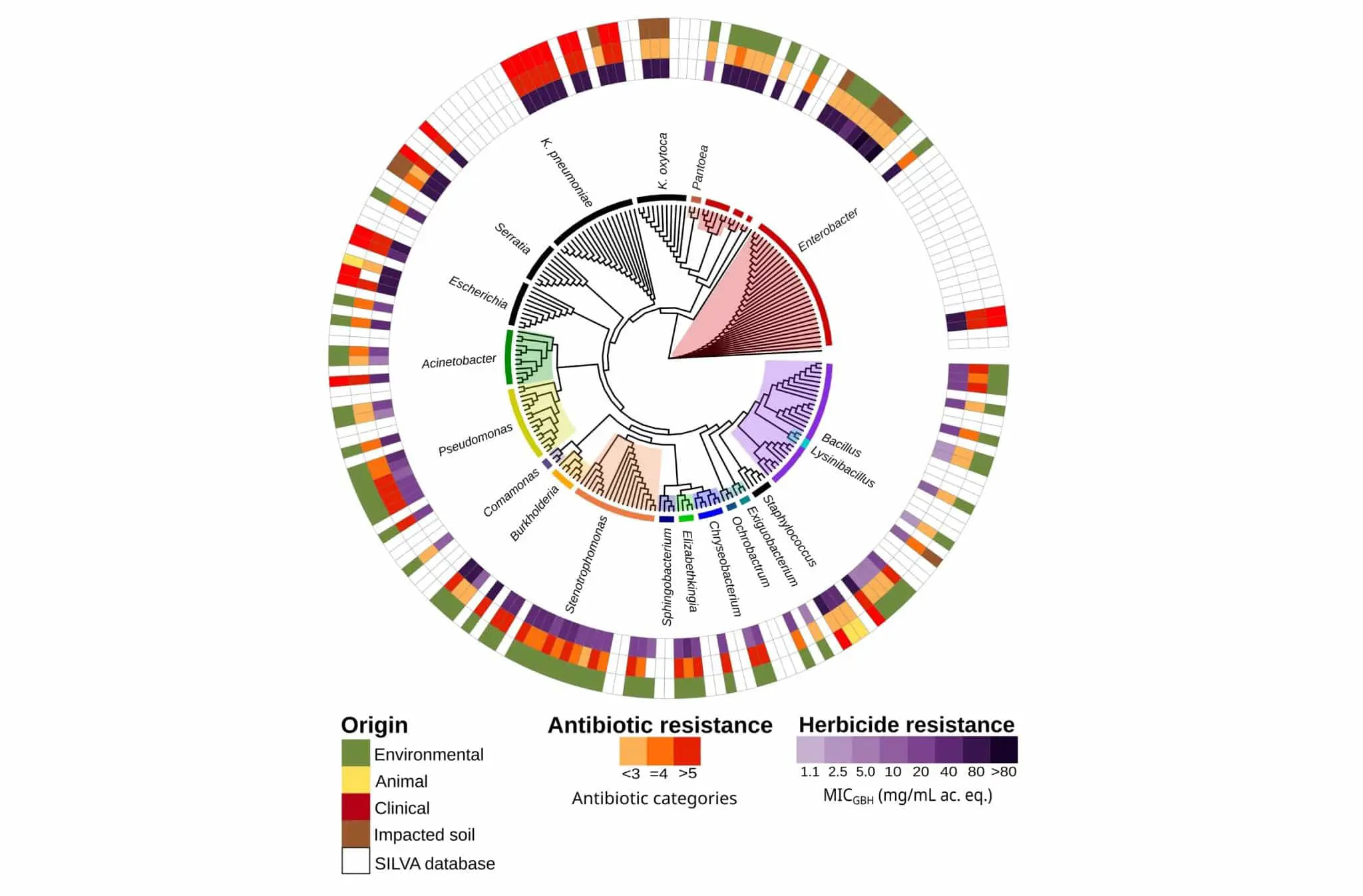 Светлая перспектива – ученые объяснили связь глифосата и бактерий-0