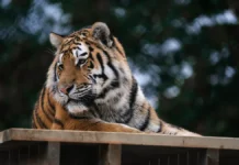 Тигр из заповедника Пенч пойман после серии нападений в Индии tigr iz zapovednika pench pojman posle serii napadenij v indii-gazetart-ru-0