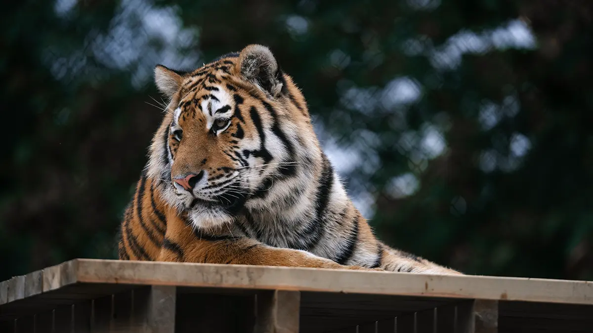 Тигра-людоеда, растерзавшего двух человек, поймали в Индии