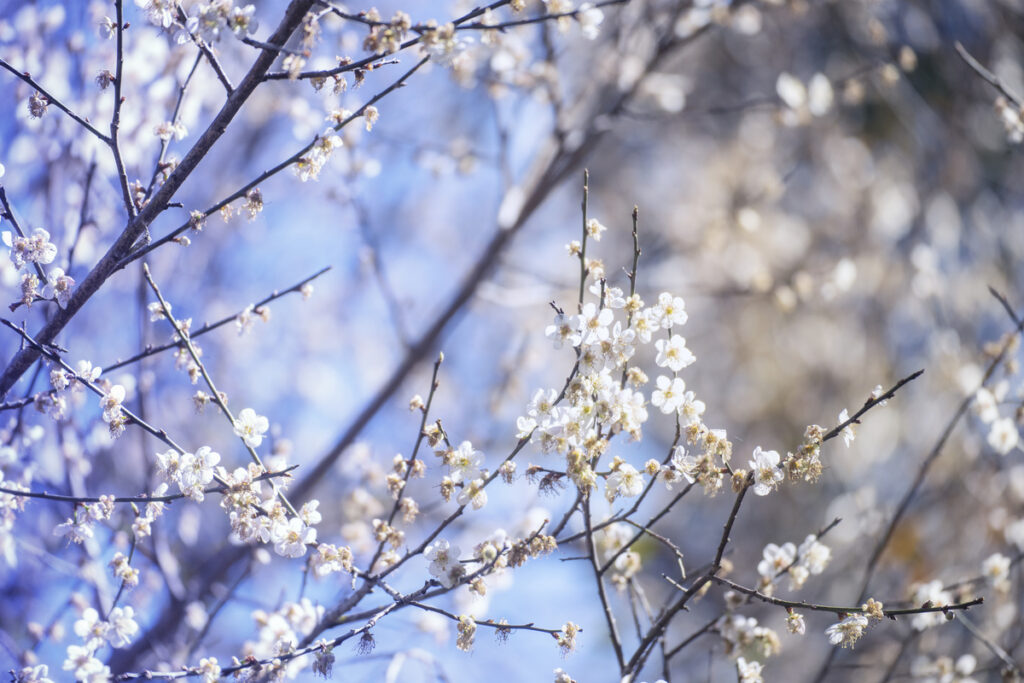 Весенние цветочки на деревьях