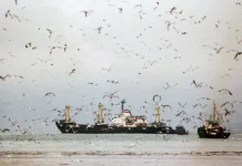 1 i rossijskie rybaki v namibii  situacziya v portu uolfishbej-gazetart-ru-0