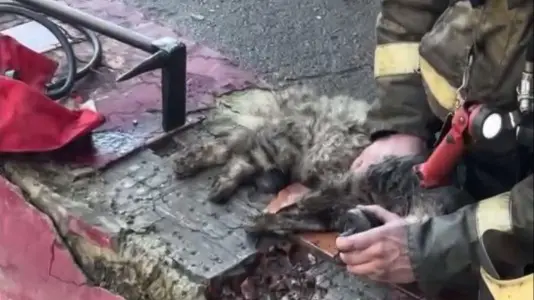 Пожарный в Тюмени вынес трех кошек из горящего здания и сам их реанимировал