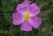 Минералы атмосферной пыли обогащают растения в Иудейских горах mineraly atmosfernoj pyli obogashhayut rasteniya v iudejskih gorah-gazetart-ru-0