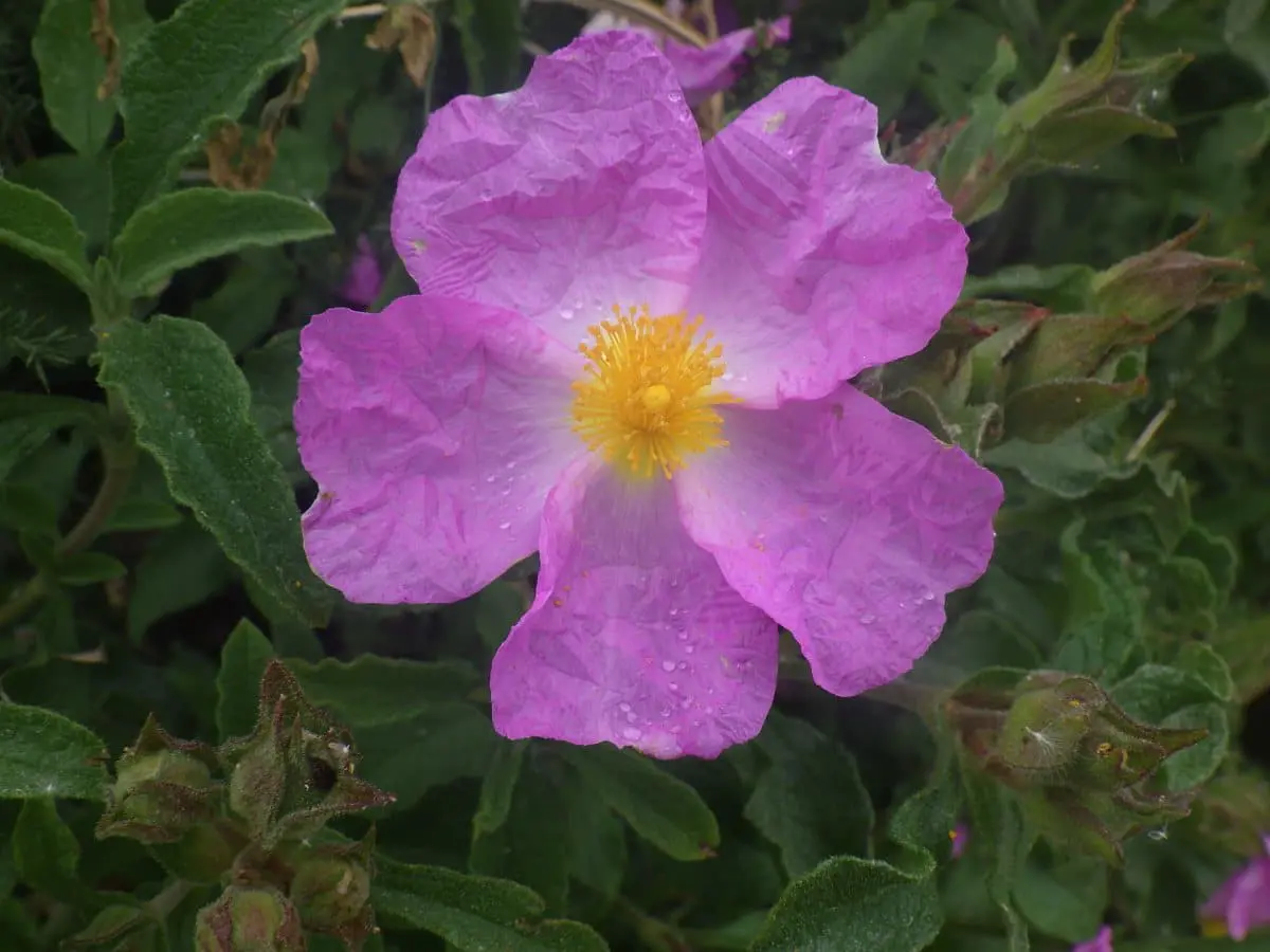 Минералы атмосферной пыли обогащают растения в Иудейских горах-0