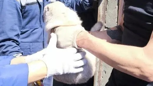 Спасатели достали кошку из-под завалов разрушенного БПЛА дома в Туапсе