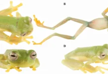 Nymphargus dajomesae — уникальная стеклянная лягушка Centrolenidae unikalnaya steklyannaya lyagushka -gazetart-ru-0