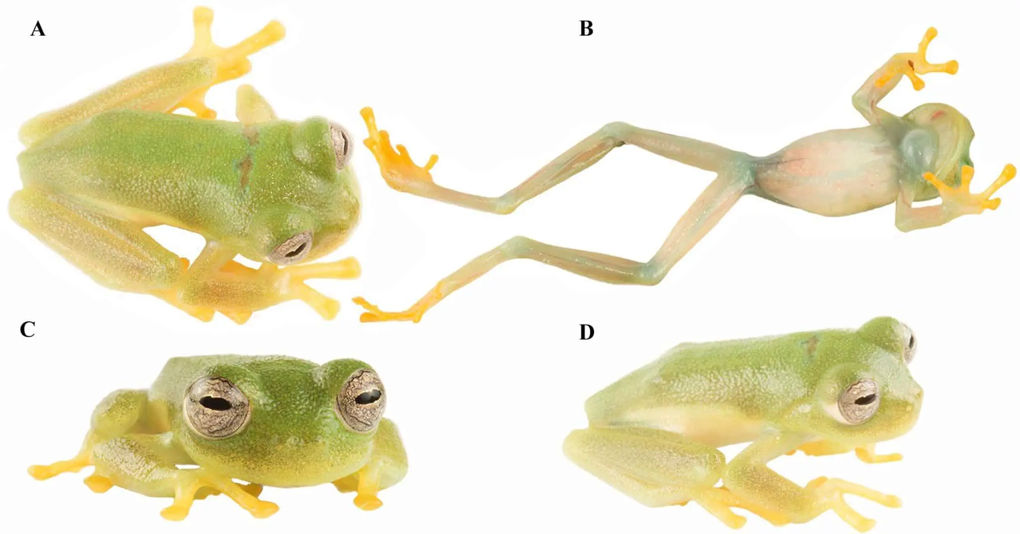 Nymphargus dajomesae — уникальная стеклянная лягушка Centrolenidae-0