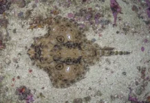 uzory skatov issledovanie stokgolmskogo universiteta-gazetart-ru-0