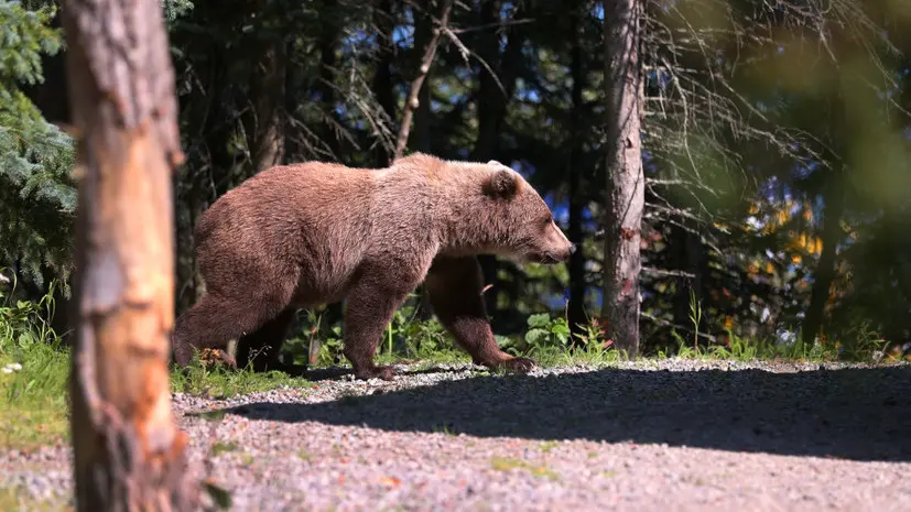 AP: в США двое военных пострадали при нападении медведя на Аляске