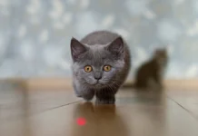 Котенок из Пенсильвании совершил необычное путешествие на автомобиле kotenok iz pensilvanii sovershil neobychnoe puteshestvie na avtomobile-gazetart-ru-0