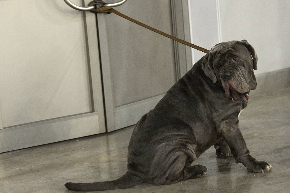 Трагический инцидент с домашним питомцем произошел в Подмосковье 02bf4f36-b3dd-4952-bbd5-09abfacf221a-678d2509