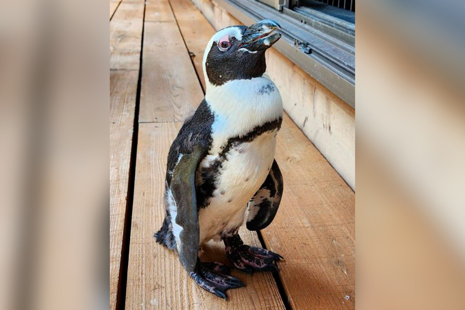 Инновационный подход к сохранению африканских пингвинов 28803bc9-85b4-4c97-956e-1868340edc6a-6768bae0