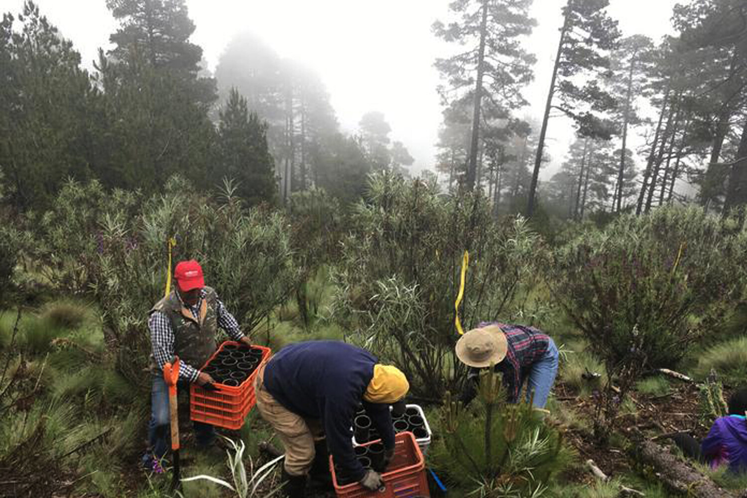 Инновационный подход к сохранению популяции бабочек-монархов 9cc6e1e4-5d8a-4ad2-befd-eeb90b39a078-6766cd7d