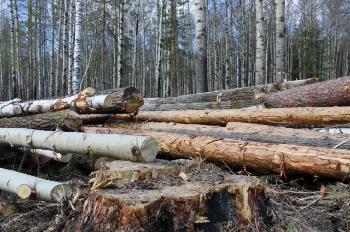За ошибочную вырубку леса житель Свердловской области компенсирует ущерб a558e0a4-ea8d-47ae-a349-6a6dd03acb4a-678651c4