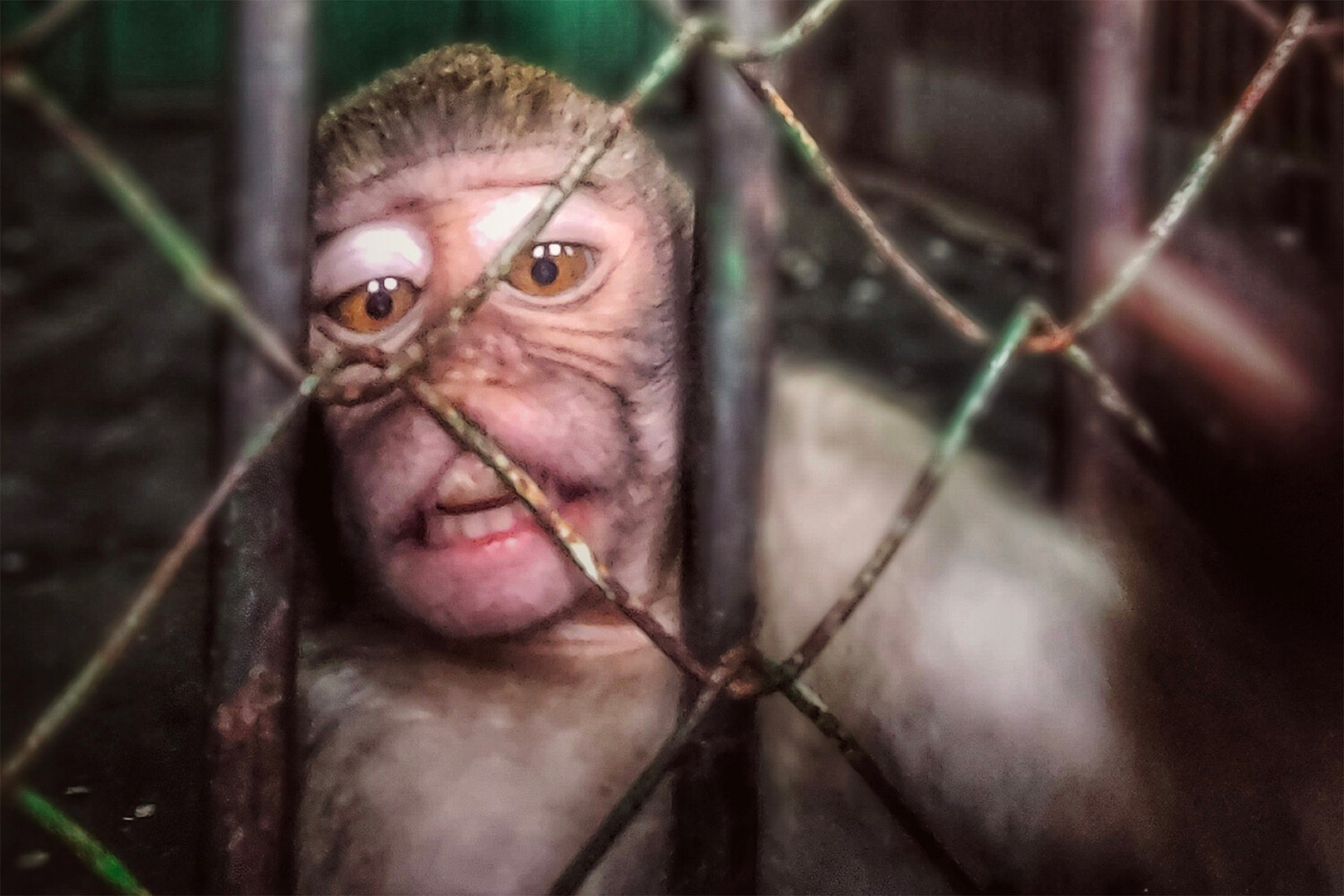 Необычная ситуация с макаками в индийской деревне требует внимания властей 18bf8ac1-e2c5-443b-9a74-de6b824b061b-67c01fac