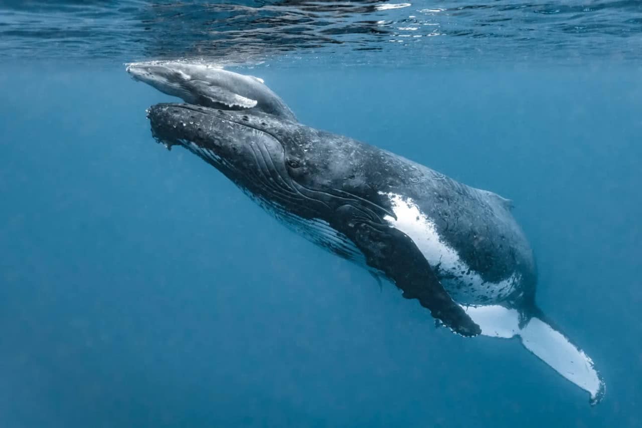 Удивительное открытие: как общаются детеныши горбатых китов со своими матерями 391463a6-b5bf-40ba-8711-6dda3b1ea53c-67b89a79