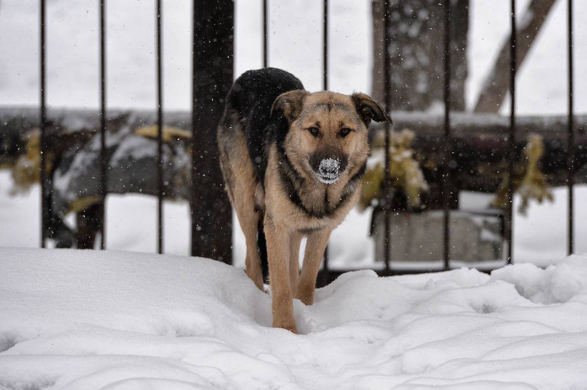 В Хабаровском крае усилят меры по обеспечению безопасности детей от бродячих животных 4278888e-d143-4438-9b0c-2ce38e1b17f6-67b10975