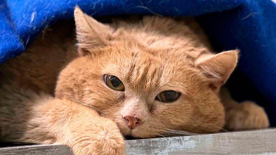 vk.com/Приют Матроскин Пермь