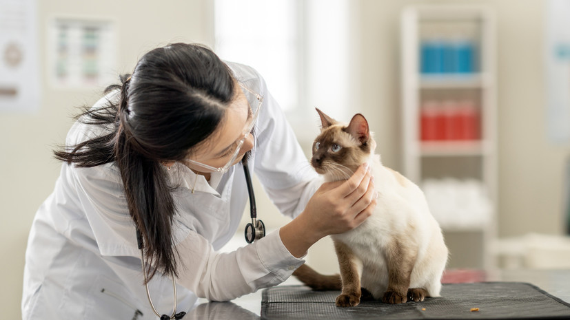 Распознаем неврологические заболевания домашних питомцев вовремя 221eb016-34d4-4ee2-a06a-0ec632de1003-67d840de