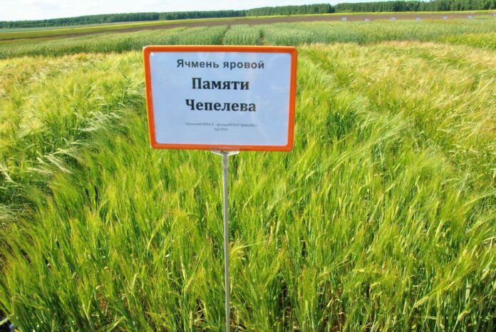 Урал демонстрирует впечатляющие достижения в селекции зерновых культур 54d7afb1-7411-4f6d-8b02-2ec054af3b12-67d94aa8
