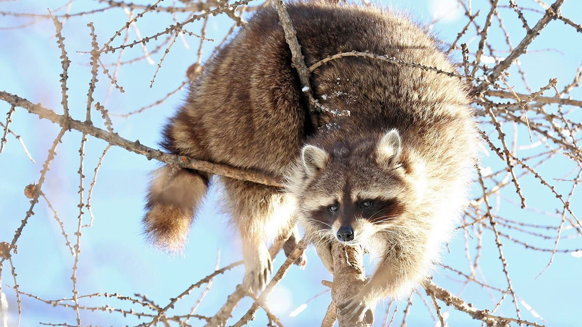 Еноты в Московском зоопарке после зимней спячки