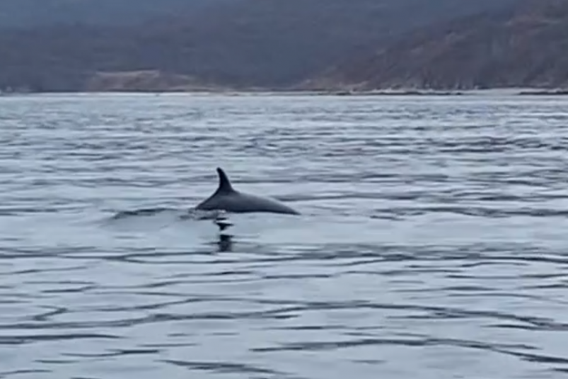 Удивительная встреча с китом Минке в приморской бухте Спасения 8054870c-7208-42e4-a3d4-407f465a3b1b-67d5479c