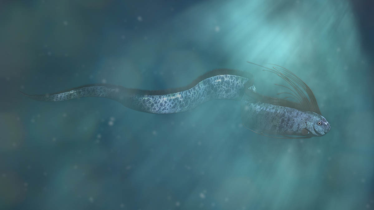 Giant,Oarfish,,Beautiful,Regalecus,Glesne,So,Called,King,Of,Herrings