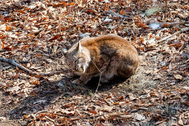 Загадочная большая кошка появилась на горнолыжном курорте Владивостока c11ef7ad-5774-42f6-ba43-cbca41bc5459-67d54d8a