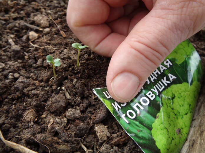 Стратификация семян для успешного урожая c6d32296-5bd2-4ac4-bb4a-8618dac19fb4-67dd8d77