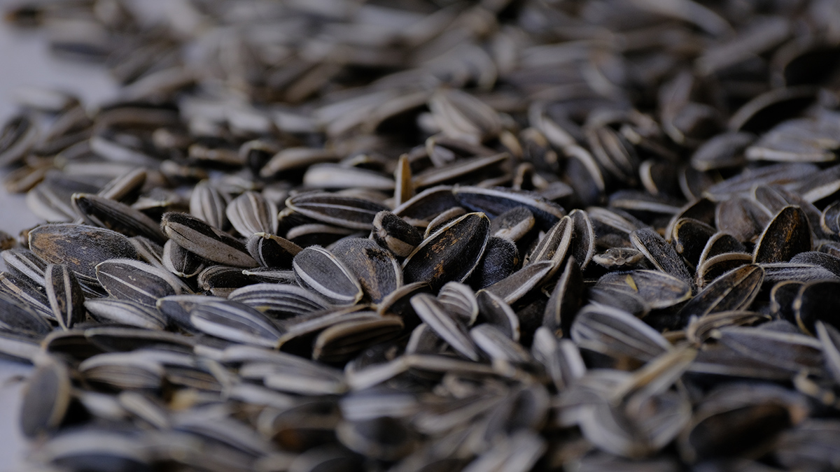 Народный календарь: что предсказывают семечки о замужестве 9 января A,Lot,Of,Sunflower,Seeds