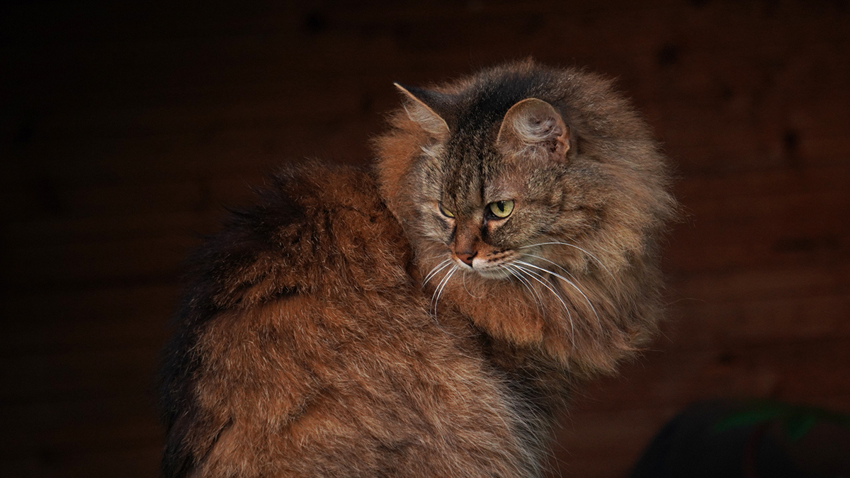 Домашняя кошка Майка.Серебряно-пру