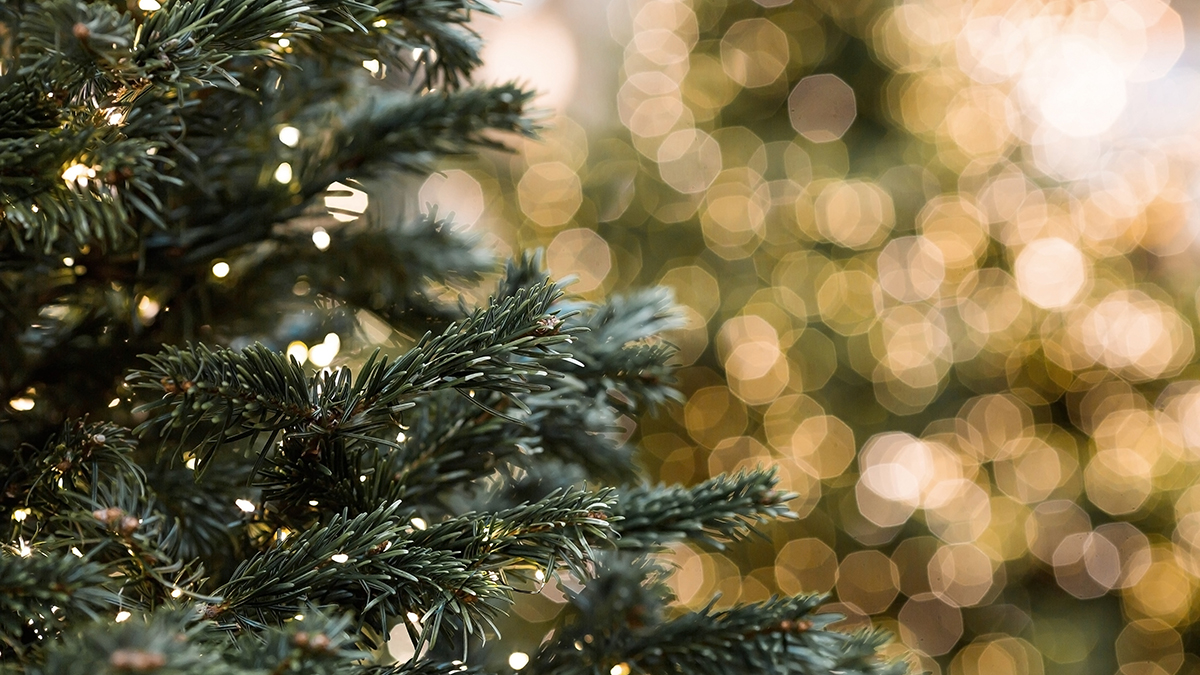 В Подмосковье семейная пара выбросила новогоднюю елку из окна 17 этажа