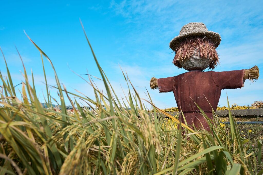 пугало из соломы в поле