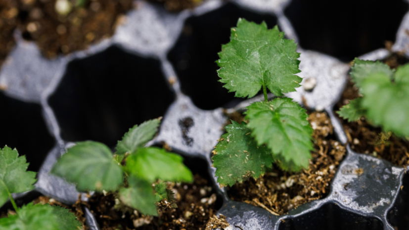 Депутат Чаплин отмечает популярность стойких сортов растений среди российских дачников 05d1f4f8-beab-438e-b5a6-7fdf813f0a7d-6807cccc