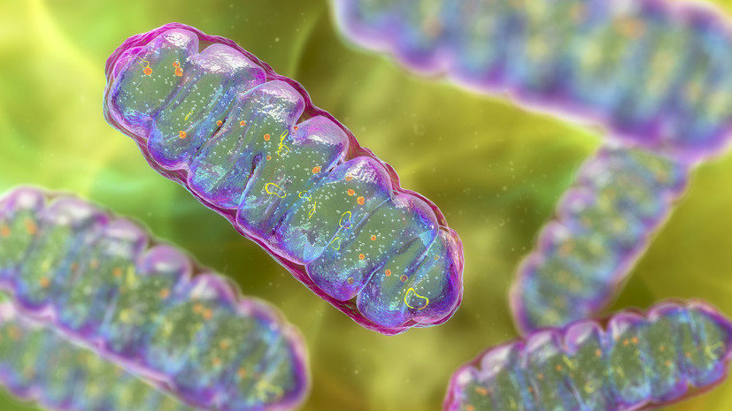 Контролируемая гипоксия открывает новые горизонты в борьбе с возрастными заболеваниями 9bd168ea-cd0f-4d1e-af72-ac022602b18a-680a11bf